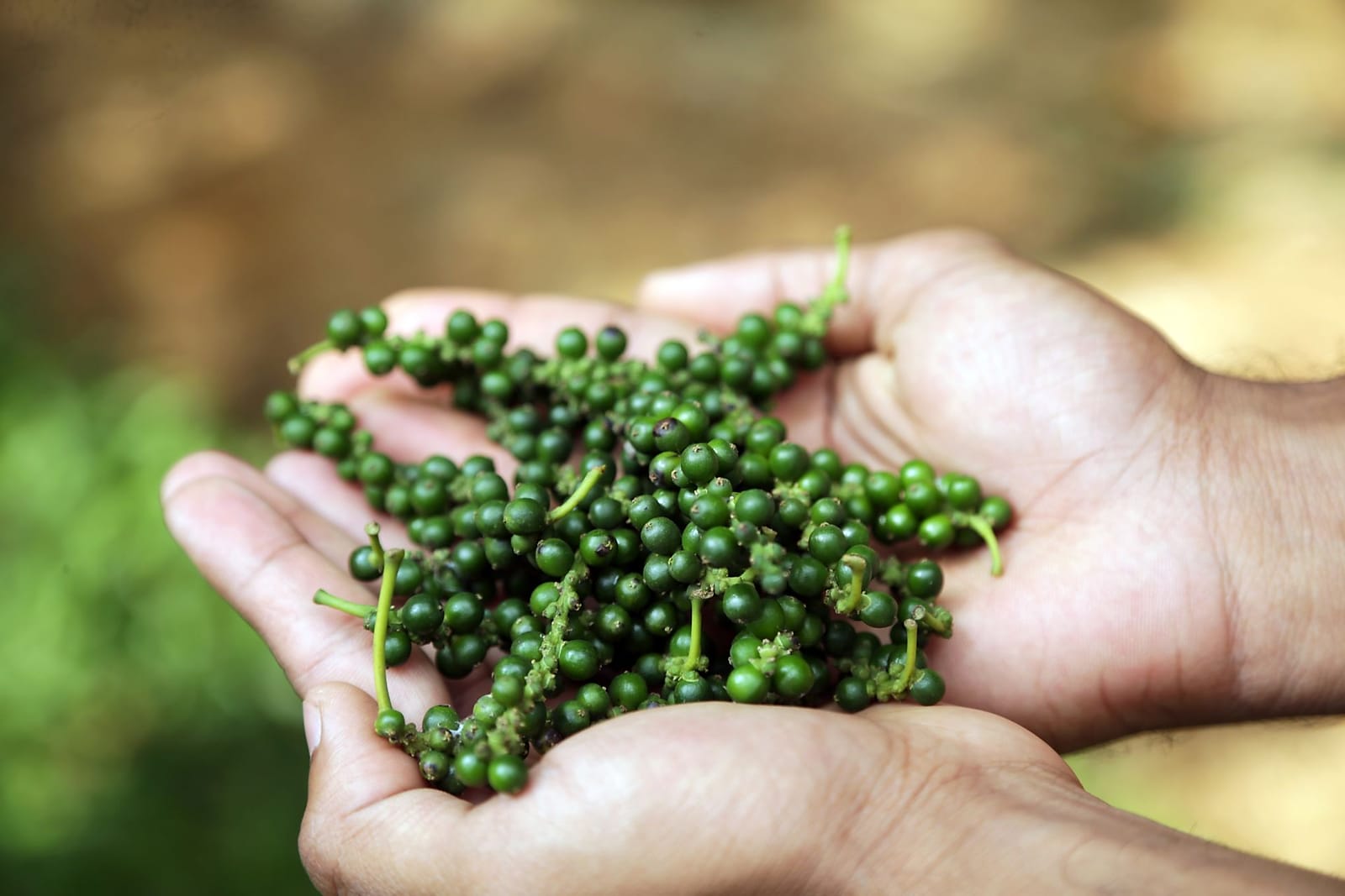 Hands holding fresh Zanzibar spices at the shop
